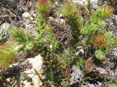 Cullumia setosa