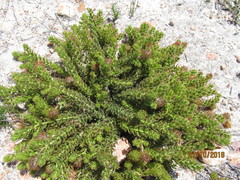Cullumia setosa