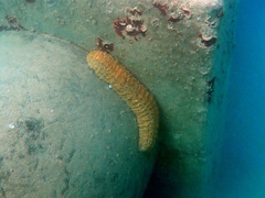 Stichopus herrmanni