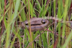 Spirama glaucescens