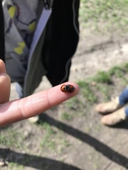 Coccinella septempunctata