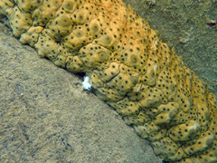 Stichopus herrmanni