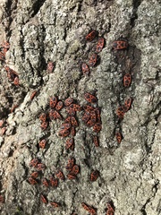 Pyrrhocoris apterus