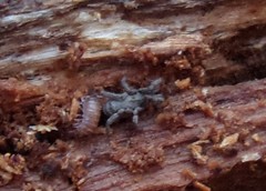 Anelasmocephalus cambridgei