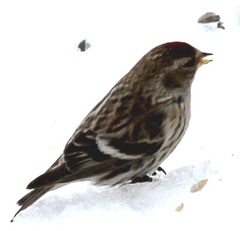 Acanthis flammea