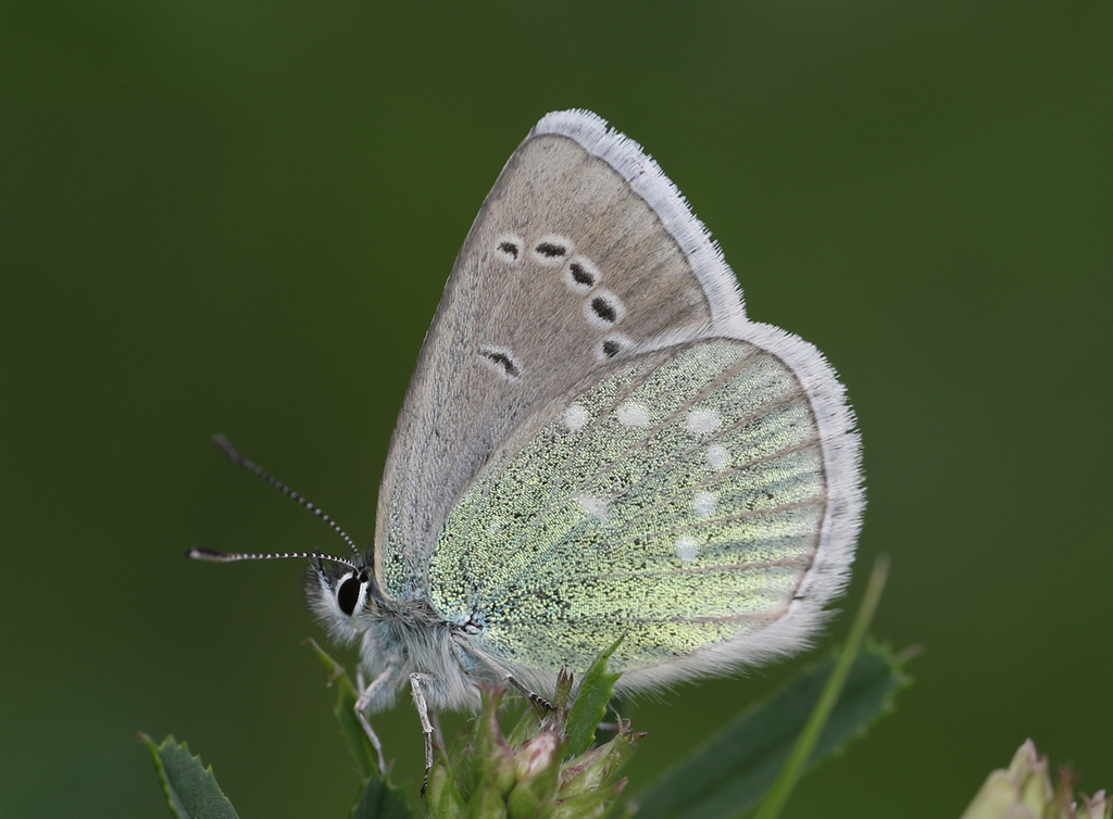 Dusky Green-underwing