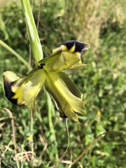 Iris tuberosa