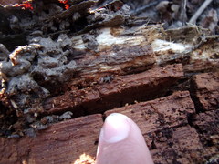 Anelasmocephalus cambridgei