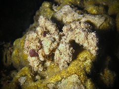 Camposcia retusa