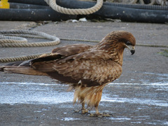 Milvus migrans lineatus