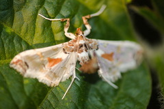 Neoleucinodes elegantalis