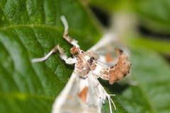 Neoleucinodes elegantalis