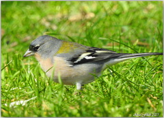 Fringilla coelebs africana