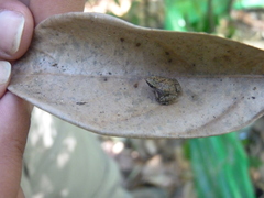 Stumpffia pygmaea