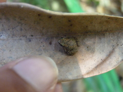 Stumpffia pygmaea