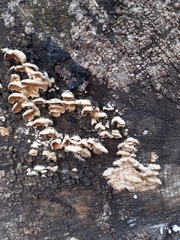 Fungi