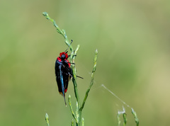 Pyrrhopyge pelota