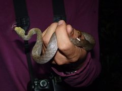 Madagascarophis colubrinus