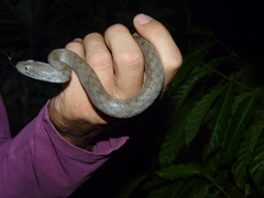 Madagascarophis colubrinus