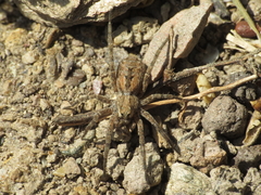 Lycosa hispanica