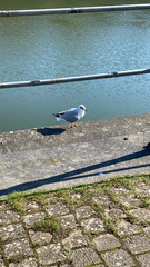 Chroicocephalus ridibundus