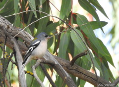 Fringilla coelebs africana