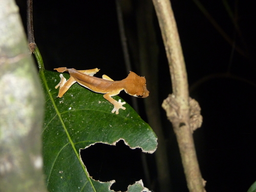 Spearpoint Leaf-tail Gecko