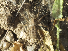 Lycosa hispanica