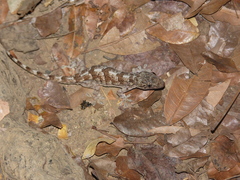 Hemidactylus mercatorius