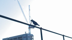 Columba livia domestica