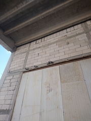 Columba livia domestica