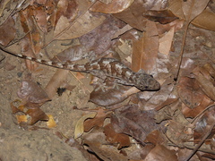 Hemidactylus mercatorius