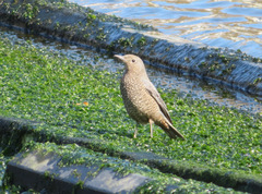 Monticola solitarius philippensis