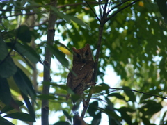 Otus rutilus