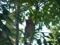 Otus rutilus