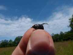 Hoplia philanthus