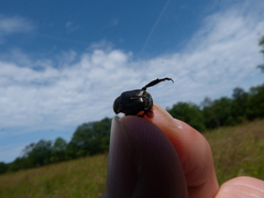 Hoplia philanthus
