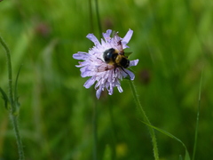 Volucella bombylans