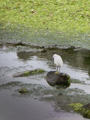 Egretta garzetta