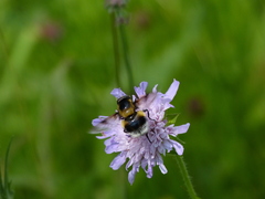 Volucella bombylans