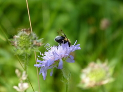Volucella bombylans