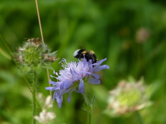 Volucella bombylans