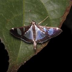 Glyphodes actorionalis