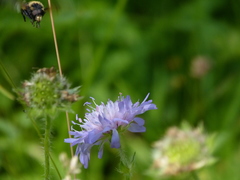 Volucella bombylans