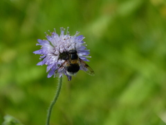 Volucella bombylans