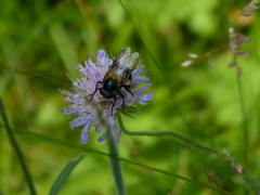 Volucella bombylans