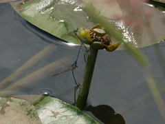 Platycnemis pennipes