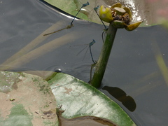 Platycnemis pennipes