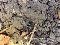 Amphasia interstitialis