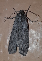 Harpagocnema eremoplana
